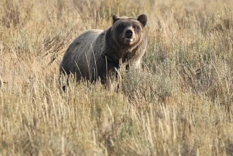 Hiker Injured by Grizzly in Wilderness Area Flown to Trauma Center