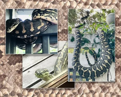 Embracing the Reptiles in the Roof: An Evolution from Dread to Respect