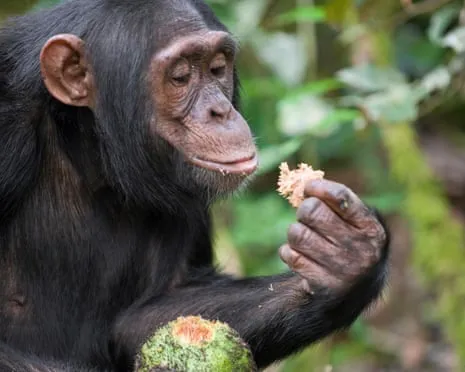 Wild Chimps Consume Everyday Ethanol Equivalent to a Pint from Ripe Fruit